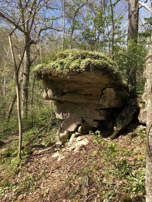 A large rock formation covered in moss and greenery, surrounded by trees in a forested area.