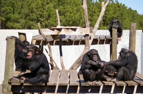 A group of six chimpanzees sitting and interacting on a wooden structure in a natural setting.