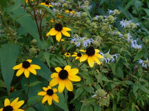 A vibrant display of yellow flowers among green foliage and white blooms in a natural setting.