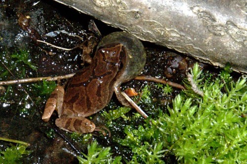 A brown frog sits on wet ground near a mossy area, with a small snail nearby and a log in the background.