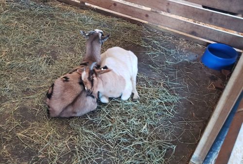 Two goats cuddling together on a bed of hay inside a wooden enclosure. A blue bowl is visible in the background.