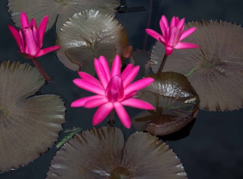 Three vibrant pink water lilies bloom atop large, round, dark green lily pads in a tranquil pond.