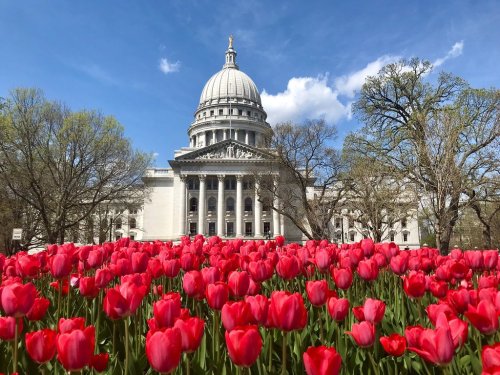 A vibrant field of red tulips in front of a grand dome building under a blue sky with fluffy clouds.