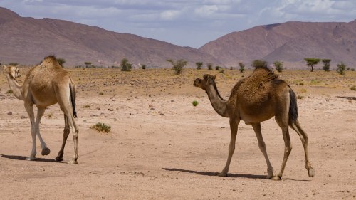 Two camels walking in a desert landscape with mountains and sparse vegetation in the background.
