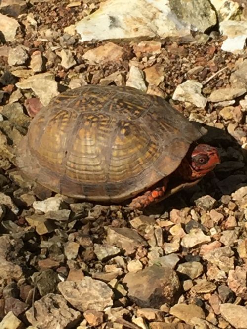 A turtle with a patterned shell resting on rocky ground, partially hidden among the stones.