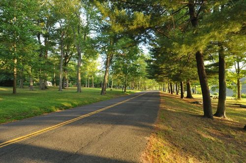 A peaceful, tree-lined road with sunlight filtering through the leaves, surrounded by lush green grass.