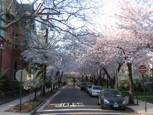 Cherry blossom trees line a quiet street, with parked cars and a stop sign visible under a clear sky.
