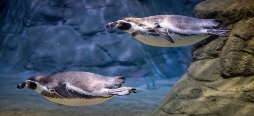 Two penguins swimming gracefully underwater near a rocky backdrop.