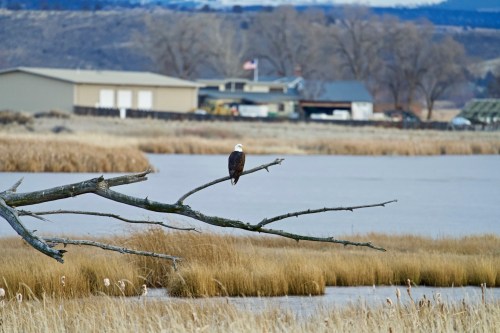 A bald eagle perched on a bare branch over a calm waterway, with grassy wetlands and buildings in the background.