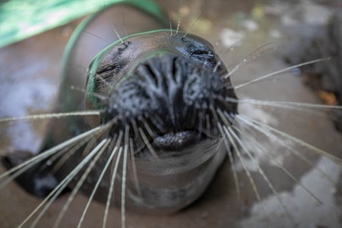 A close-up of a seal with closed eyes and prominent whiskers, resting on a rocky surface.