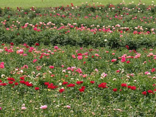 A vibrant field of blooming flowers in shades of red and pink, surrounded by lush green grass.