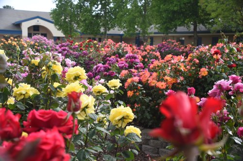 A vibrant garden filled with colorful roses in various shades, surrounded by lush green trees and a building in the background.