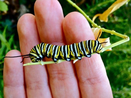 A hand holding a vibrant yellow and black striped caterpillar on a green stem.