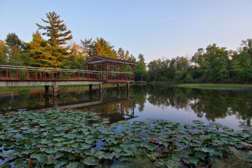 A serene pond surrounded by lush greenery, with a wooden dock and lily pads reflecting in the calm water.