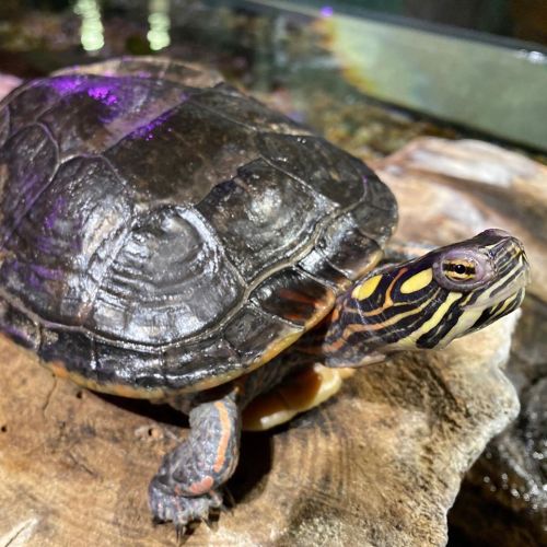A close-up of a turtle resting on a rock, showcasing its textured shell and distinctive yellow markings.