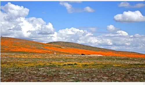 Vibrant orange wildflowers blanket rolling hills under a blue sky with fluffy white clouds.