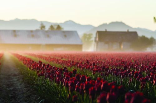 A misty field of red tulips with mountains in the background and rustic buildings under soft morning light.