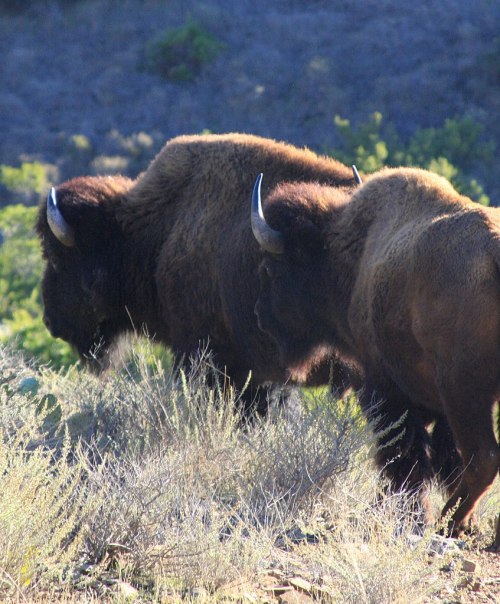 Two bison walking through a grassy landscape, with sunlight highlighting their fur and horns.
