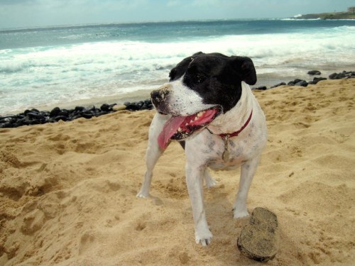 A black and white dog stands on a sandy beach, with waves crashing in the background and a playful expression.