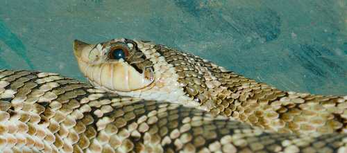 Close-up of a snake's head, showcasing its scales and distinctive eye against a textured background.