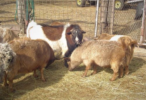 A group of goats grazing on hay in a fenced area, with a mix of colors and textures in their fur.