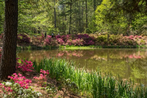 A serene pond surrounded by vibrant flowers and lush greenery, reflecting trees and blooms in calm water.