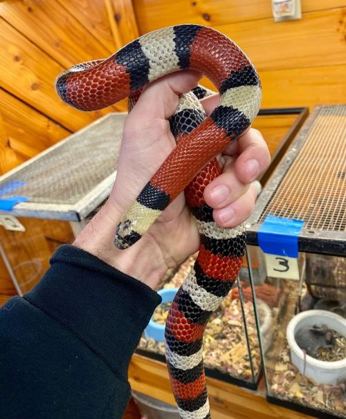 A person holds a colorful snake with red, black, and white bands, surrounded by animal enclosures in the background.