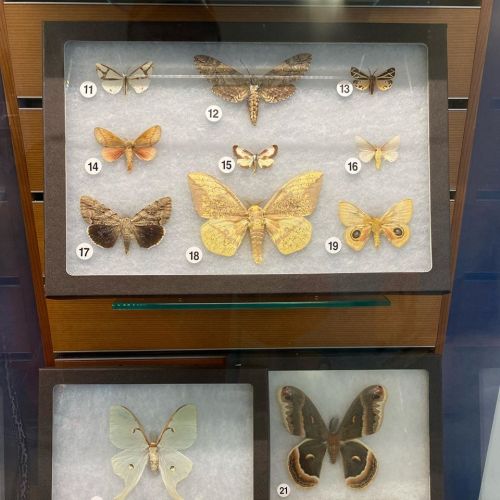 A display case featuring various species of moths and butterflies arranged on a soft background.