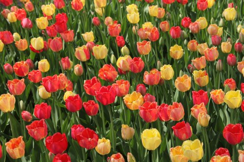 A vibrant field of red, yellow, and orange tulips in full bloom, surrounded by lush green leaves.