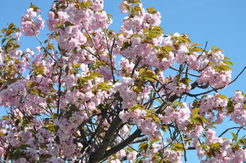 A cherry blossom tree in full bloom, featuring clusters of pink flowers against a clear blue sky.