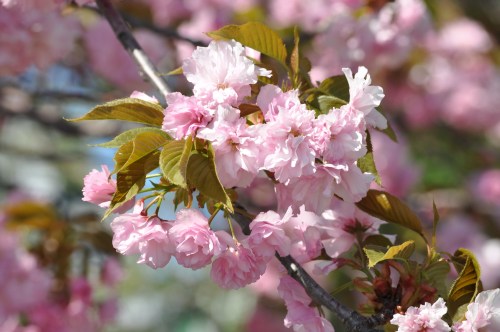 A close-up of pink cherry blossoms on a branch, with green leaves and a blurred background.