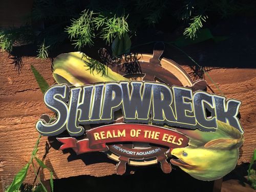 Sign for "Shipwreck: Realm of the Eels" at Newport Aquarium, featuring a ship's wheel and eel illustrations.