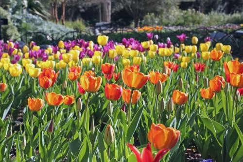 A vibrant garden filled with blooming tulips in various colors, including yellow, orange, and purple.