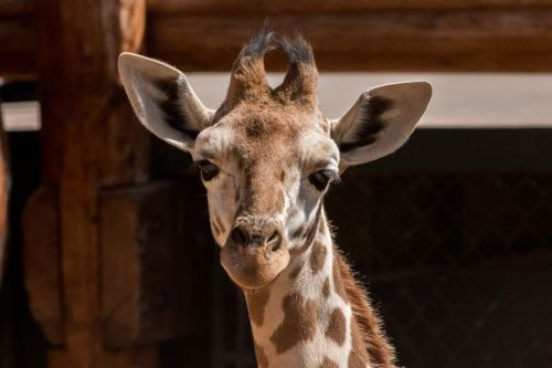 Close-up of a giraffe with distinctive markings and a small tuft of hair on its head, set against a wooden background.