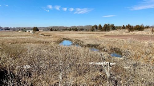 A serene landscape featuring a grassy marsh with winding water channels under a clear blue sky.