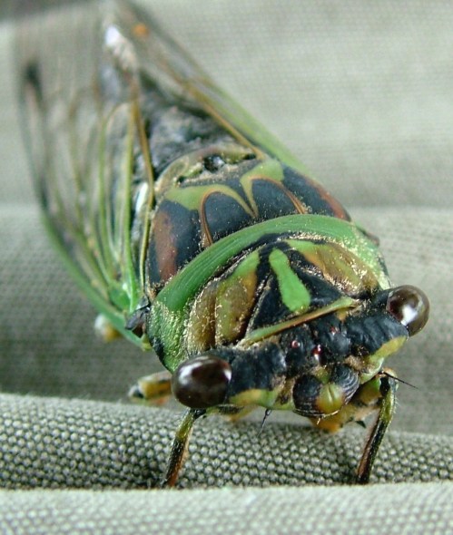 Close-up of a cicada with green and black markings, showcasing its large eyes and detailed body texture.