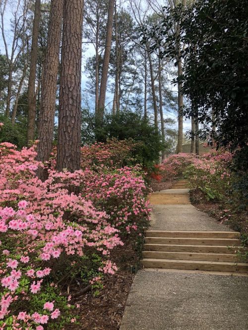 A serene pathway lined with pink flowers leads through a wooded area, surrounded by tall trees.