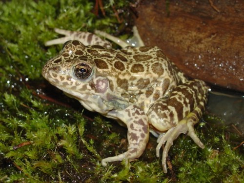 A close-up of a spotted frog resting on green moss near water, with a textured brown and cream-colored body.