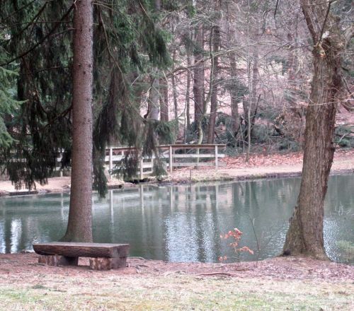 A serene forest scene featuring a calm pond, a wooden bench, and trees reflecting in the water.