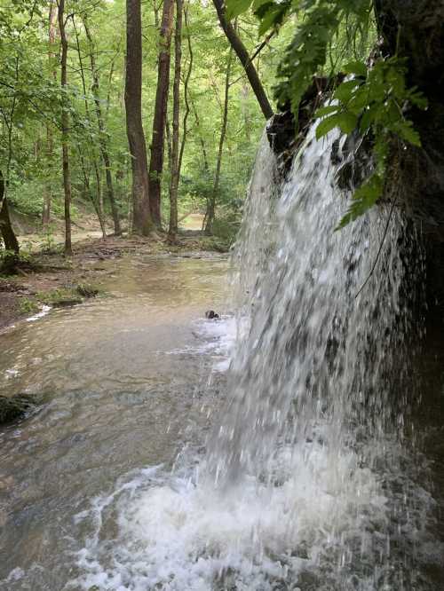 A serene waterfall cascades into a calm stream, surrounded by lush green trees in a peaceful forest setting.