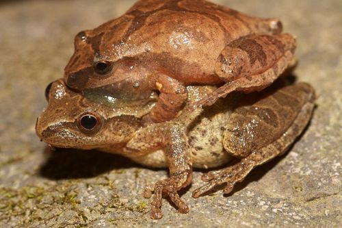 Two brown frogs are perched on top of each other on a rocky surface, showcasing their textured skin.