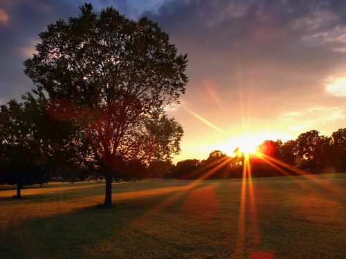 A silhouette of a tree against a vibrant sunset, with rays of light shining through the clouds over a grassy field.