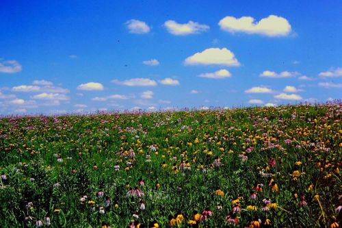 A vibrant field of wildflowers under a bright blue sky with fluffy white clouds.