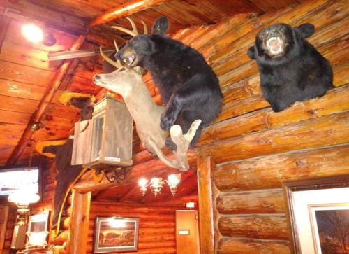 Taxidermy displays of a deer and two black bears mounted on a wooden wall in a rustic cabin setting.