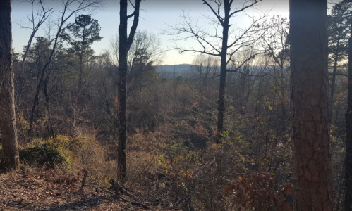 A serene forest scene with bare trees and distant hills under a clear sky, capturing the essence of nature in winter.