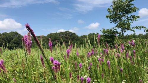A field of vibrant purple wildflowers under a blue sky with fluffy clouds and green trees in the background.