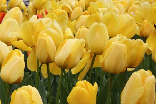 A vibrant field of yellow tulips, glistening with droplets of water, creating a cheerful and fresh spring atmosphere.