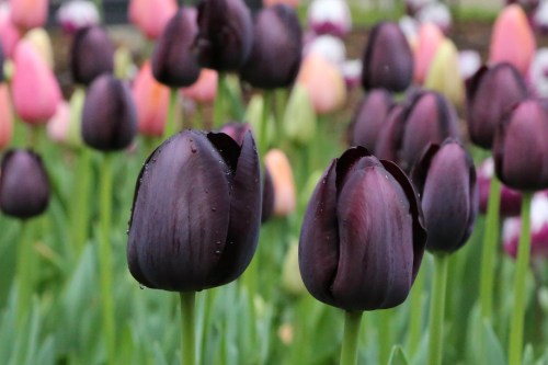 A close-up of dark purple tulips surrounded by pink and green foliage, with droplets of water on the petals.