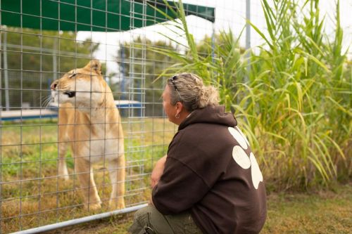 A person crouches near a lioness in a fenced enclosure, surrounded by tall grass and greenery.