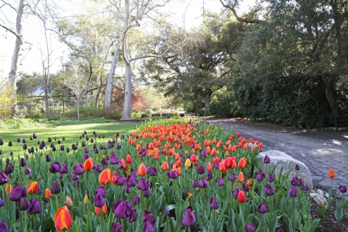 A vibrant garden path lined with blooming purple and orange tulips, surrounded by lush greenery and trees.